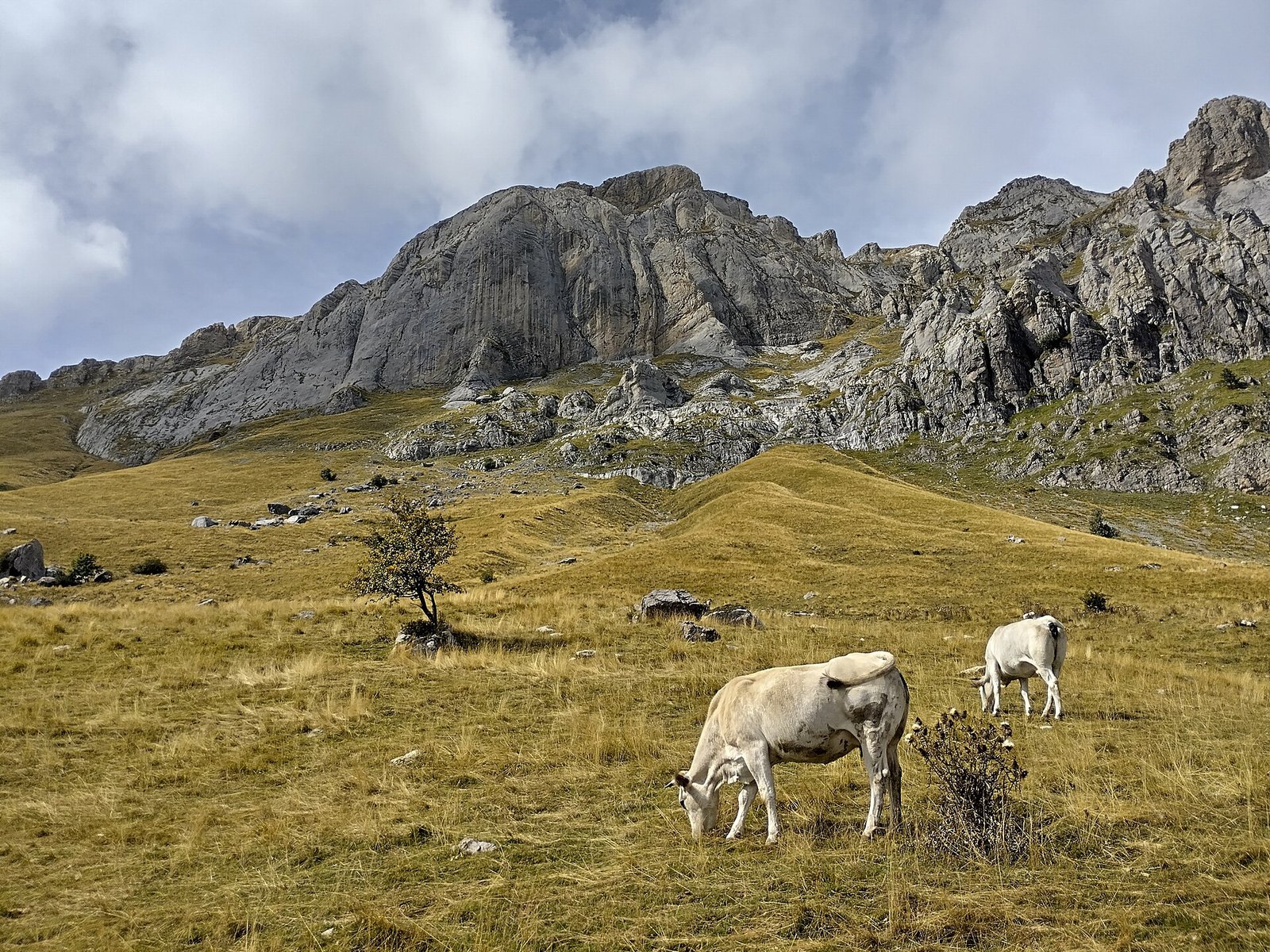 Bovini di razza Piemontese al pascolo, la razza protagonista della Fiera del Bue Grasso di Moncalvo