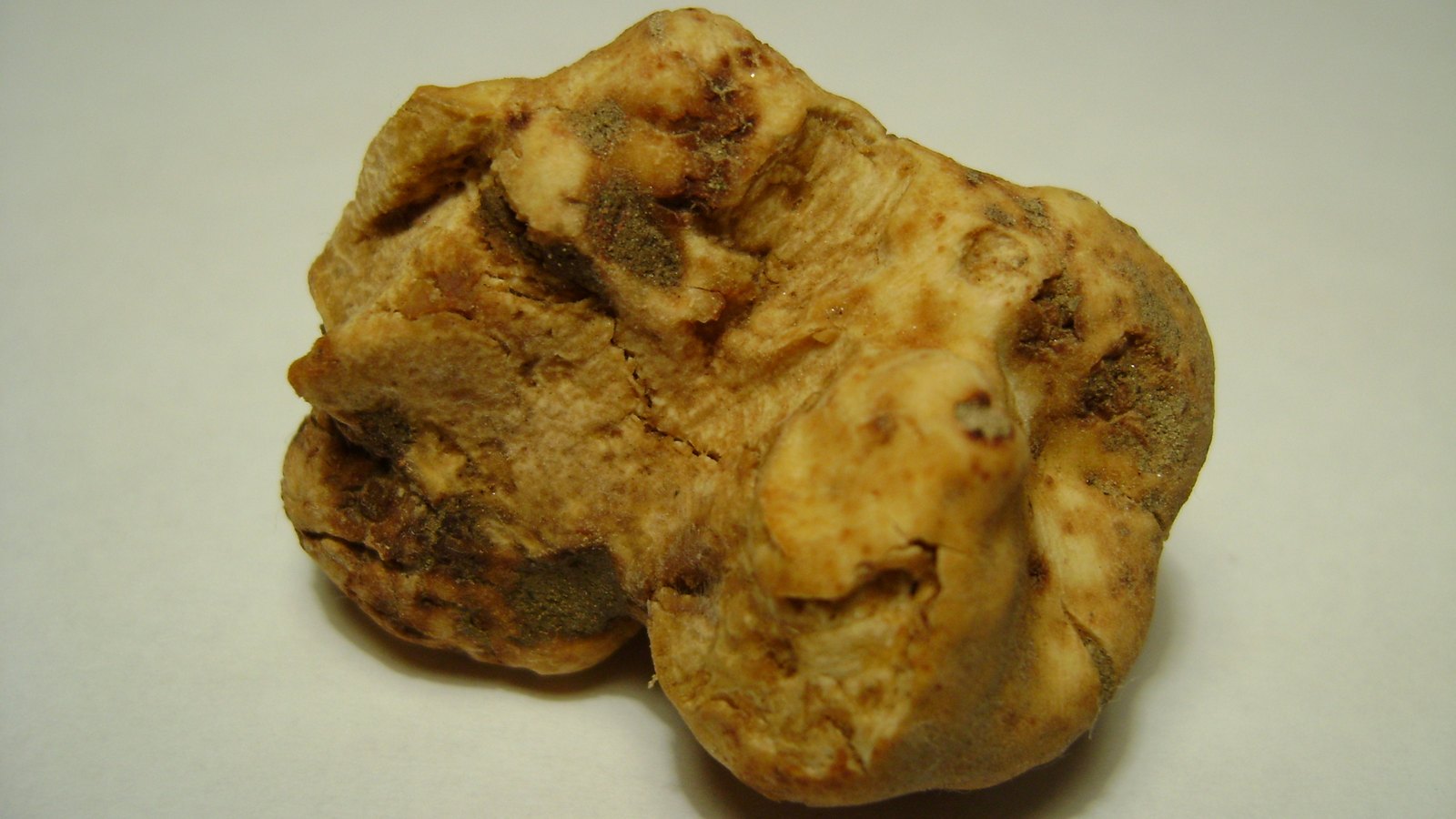 Tartufo bianco (Tuber magnatum), il protagonista della Fiera del Tartufo di Moncalvo